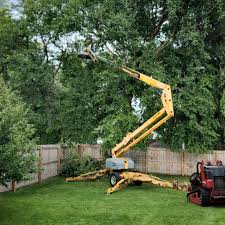 Why Choose Our Tree Removal Services in North Westport, MA?