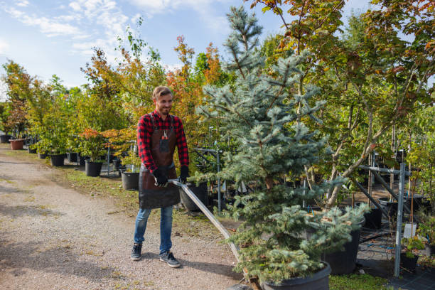 Leaf Removal in North Westport, MA